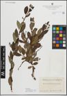 Foto von Salix myrsinifolia Salisb. x Salix phylicifolia L.